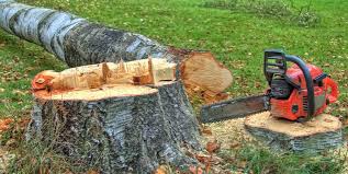 Best Tree Risk Assessment  in Trotwood, OH