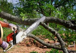 Best Seasonal Cleanup (Spring/Fall)  in Trotwood, OH