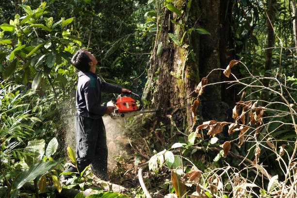 Best Tree Removal  in Trotwood, OH