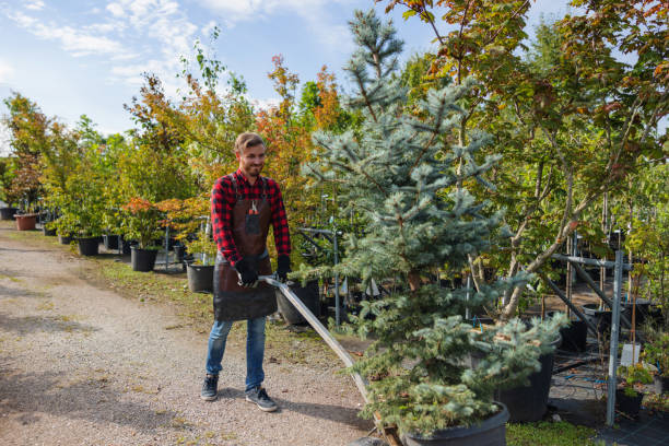 Best Hazardous Tree Removal  in Trotwood, OH