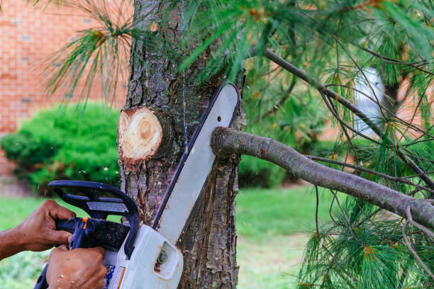 How Our Tree Care Process Works  in  Trotwood, OH